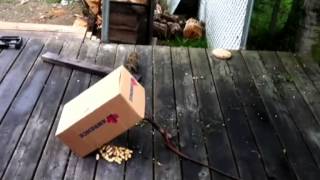 Kids catch squirrel in a box trap [upl. by Llorrac]