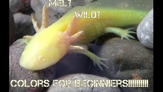 Axolotl Color Morph Basics [upl. by Nna]