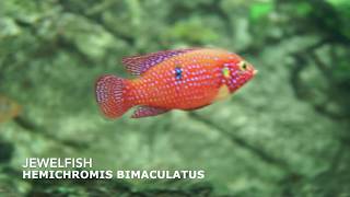 Jewelfish  Hemichromis Bimaculatus [upl. by Fraze655]