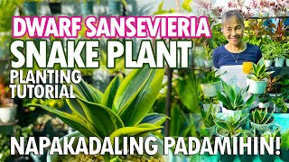 NAPAKACUTE NA DWARF SNAKE PLANT PAANO PADAMIHIN NAPAKADALI LANG  Haydees Garden [upl. by Onaicram]