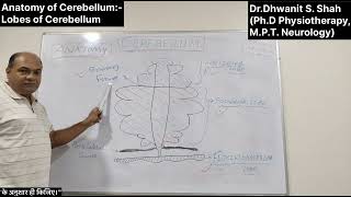 Theory Part1 Anatomy of Cerebellum Lobes of Cerebellum [upl. by Drarej420]