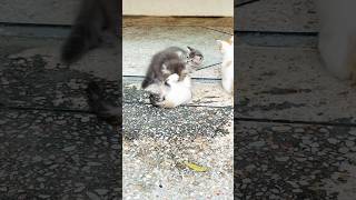 Oscar full on fight 😜foryou kitten catlover trending petlovers bellacasy [upl. by Recha]