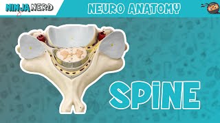 Anatomy of the Spine  Model [upl. by Lotta]