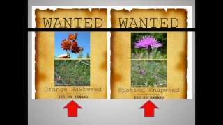 Invasive Plants You Should Know [upl. by Hayward]