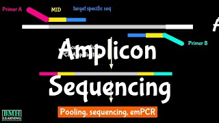 Amplicon Sequencing  Sequencing Of PCR Products  AmpliSeq [upl. by Gradeigh]