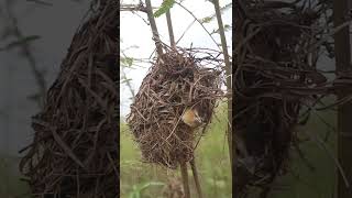 babies Golden Bird in nest nestling birdeggs birdslover nestegg birdnest nature wildlife [upl. by Palua]