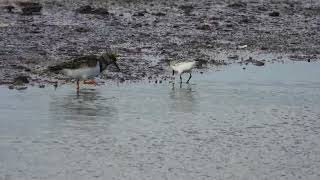 Sanderling Piovanello tridattiloCalidris alba Ruddy Turnstone Voltapietre Arenaria interpres [upl. by Refinaj]