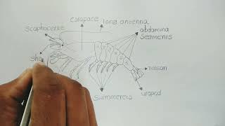 palaemon diagram  how to draw palaemon  freshwater prawn  zoology [upl. by Mckeon]