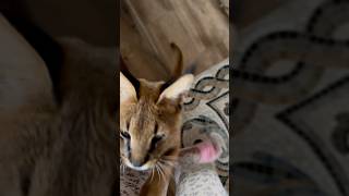 Оскар выпрашивает соску 😀 kitten caracat caracal savanna cat animals [upl. by Llebiram]