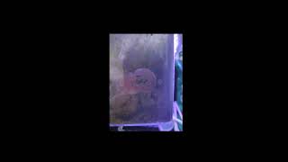 How to Grow Coralline Algae In Your Aquarium The Simple Truth [upl. by Moises]