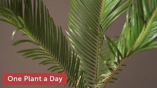 Cycas revoluta Sago Palm Houseplant Care — 325 of 365 [upl. by Eibbed]