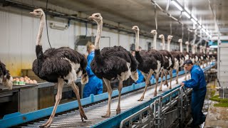 Farmers Raise Millions of Ostriches Every Year  Ostrich Farm [upl. by Aihseken]