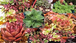 Sedums Crassula and Echeveria Champagne  VLOG 41 Succulents and Coffee w Liz [upl. by Wadleigh]