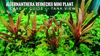 ALTERNANTHERA REINECKII MINI PLANT  ALTERNANTHERA REINECKII MINI PLANT CARE GUIDE  AR MINI PLANT [upl. by Odlanir944]