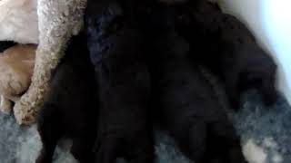 Burnbrae Australian Labradoodle 3 week old puppies [upl. by Yzdnil]