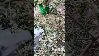 sahjan ke phool  Moringa tree  superfood  sahjan ka tree moringa sahjan superfood [upl. by Cordy]