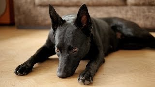 Agnes the Kelpie Australian Kelpie [upl. by Benyamin535]