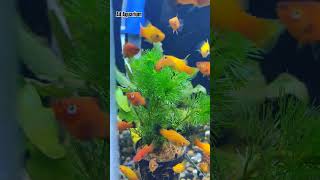 How many platies should be kept together  Planted Aquarium Setup fishtank aquascape ahmedabad [upl. by Morel]