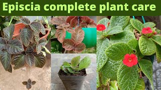 Episcia plant  episcia plant care tamil  easy growing hanging plants  beautiful indoor plants [upl. by Mariska588]