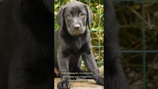 Random Facts You Didnt Know About Puppies Part 2 asmr random didyouknow youtubeshorts Puppies [upl. by Eecak788]