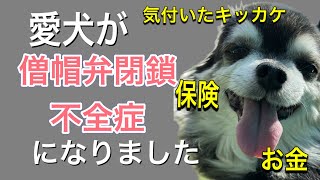 愛犬が【僧帽弁閉鎖不全症】と診断された時の話 [upl. by Allsopp]