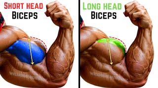 Biceps Workout to Grow Your Long Head And Short Head [upl. by Dilisio]