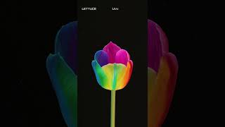 🥬 Lettuce  Live in Amsterdam OUT NOW [upl. by Toll929]