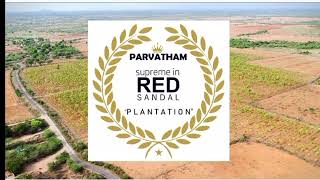 Red sandle plantation near Kanigirilong term how to invest money safe and secure [upl. by Haldi]