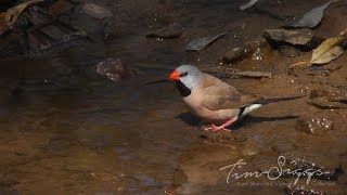 Long Tailed Finch  Poephila acuticauda  HD Video clip 11 Tim Siggs ABVC [upl. by Kcirddec]