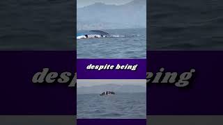 Shocking Footage Shows Moment Ferry Capsizes Near Shore [upl. by Annait]