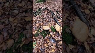 Porcini🍄Boletus Reticulatus7112024 wildmushrooms mushroom fungi grzyby short forest food [upl. by Ahsoik]