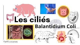 Les ciliés Balantidium Coli [upl. by Aztinaj813]