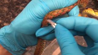 Extraction of Parasitic Worms from Keelback Snake [upl. by Ahsata]