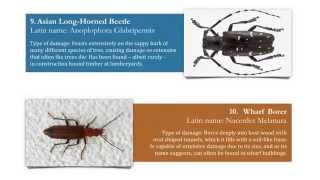 Woodworm Identification 11 Types of Wood Boring Insect [upl. by Maud]