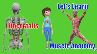 Lets Learn Muscle Anatomy  Iliocostalis [upl. by Stiegler]