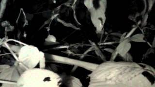 Pi NoIR infrared timelapse bramble bush [upl. by Krispin]