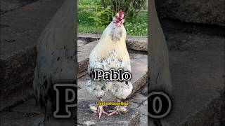 Frankie calls pablo rooster chicken funnymemes comedy shortsviral laugh chickens humor [upl. by Den377]