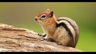 Chipmunk sound make them happy for come to you [upl. by Bopp]