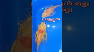 Bristle nose pleco வாங்கியாச்சி 😆😆 [upl. by Anelim]