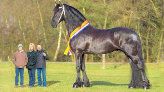 Top 10 Tallest Horses in the World [upl. by Eniledam]