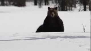 Grizzly Bear in Banff National Park [upl. by Lancelot61]