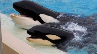 Makani and Kasatka in Dine With Shamu 7613 [upl. by Ericksen]