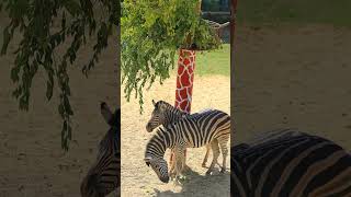 Приятного аппетита Yoqimli ishtaha tashkentzoo zebra shortsyoutube [upl. by Horbal]