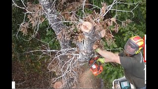 Dead Tree Removal in Chunchula Alabama Drone footage [upl. by Veno]