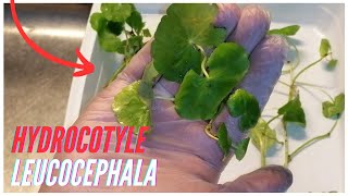 Comment préparer une plante Hydrocotyle leucocephala [upl. by Everick975]