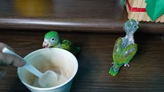 COMO DARLE COMIDA🍵 A PERICOS VERDES BEBES🐣 ¿Cuántas veces al día deben comer CONSEJOS PRACTICOS😍 [upl. by Davena]