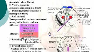 36 Tegmentum Neuroanatomy 36 cxt [upl. by Arataj]