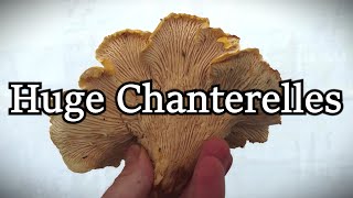 Foraging HUGE Chanterelle Mushrooms during a Rainstorm [upl. by Anilec]