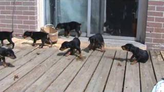 Doberman pups first time outside at 5 wks old [upl. by Grimbly]