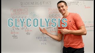 Glycolysis Explained Aerobic vs Anaerobic Pyruvate Gluconeogenesis [upl. by Brittain]